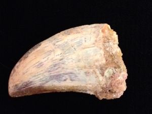 Dinosaur - Carcharodontosaurus Tooth (77)
