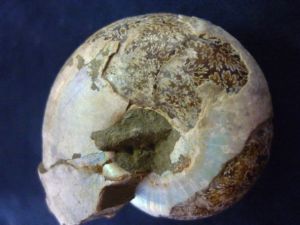 Desmoceras Ammonite - Pearlised (no.150)