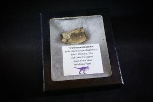 Tyrannosaurus Rex Coprolite (with digested bone fragment), from Montana, U.S.A. (No.11)