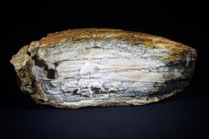 Mammoth Tooth Fragment from North Sea Area, Ice Age (No.122)