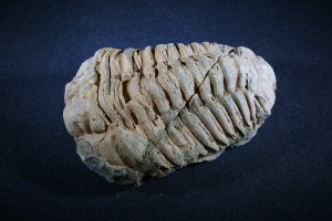 Flexicalymene Trilobite, from Morocco (No.136)	