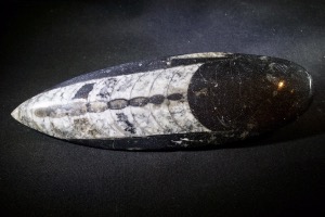 Orthoceras, from Morocco (No.145)