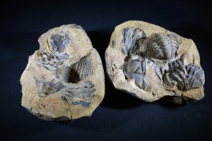 Flexicalymene Trilobite Nodule (Positive & Negative) from Morocco (No.147)