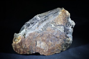 Iguanodon Bone, from Isle of Wight, Wealden Clay, U.K. (No.202)