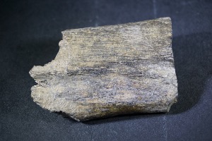 Ichthyosaur Rib Bone, from Lyme Regis, Dorset, England (No.21)