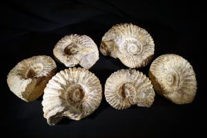 Acanthoceras 'Agadir' Ammonite, from Morocco (REF:AGA25)