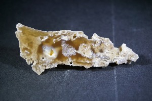 Invertebrates - Corals & Sponges