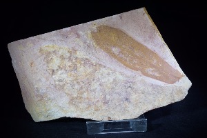 Glossopteris Leaf, from Australia (No.94)