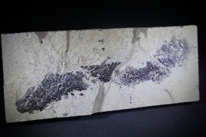 Osteolepis macrolepidotus Fossil Fish, from Orkney, Scotland (No.770)