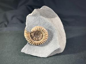 Arnioceras semicostatum Ammonite, from Dorset, Monmouth Beach, Lyme Regis, UK (REF:ASA2)