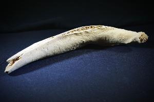 Cave Bear (Ursus Spelaeus) Rib Bone, from Romania (REF:CB14)