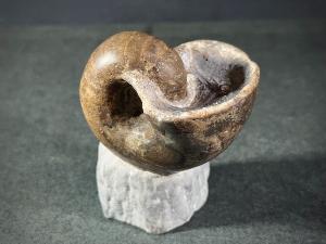 Cenoceras inornatum Nautilus, from Stonebarrow, Charmouth, UK (REF:CENNAU2)
