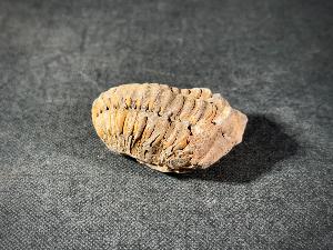 Flexicalymene Trilobite, from Morocco (FLEXI3)