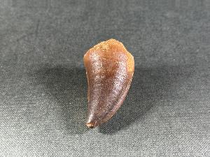 Mosasaurus Tooth, from Morocco (REF:MOST13)