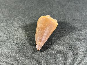 Mosasaurus Tooth, from Morocco (REF:MOST15)