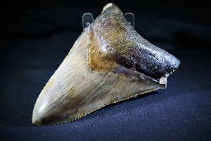 Megalodon Tooth, from Baduang Formation, Surade Bandung, West Java, Indonesia (REF:MT4) 