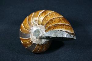 Polished Nautilus, from Madagascar (REF:NM3)