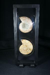 Phylloceras Ammonite Halves (In Display Case) (REF:PAH4)