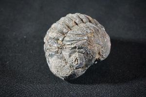 Enrolled Phacops Trilobite, from Morocco (REF:PTM9)