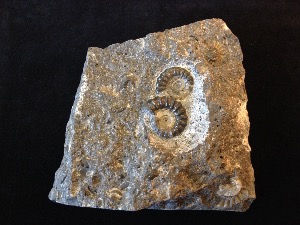 Promicroceras planicosta Ammonites - Dorset Jurassic Coast (No.19)