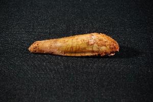 Spinosaurus Dinosaur Tooth, from Morocco (REF:SDT16)