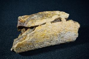 Triceratops Rib Bone Fragment, from Lance Creek Formation, Weston County, Wyoming, U.S.A. (REF:TDB5)