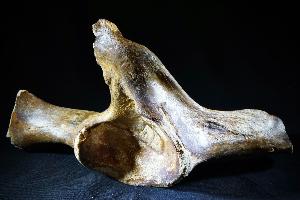 Woolly Rhino Bone, from North Sea Area, Ice Age (REF:WRB5)