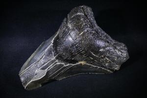 Megalodon Shark Tooth, from South Carolina, U.S.A. (No.103)