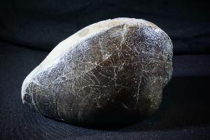 Plagiostoma Giganteum Bivalve, from Lavernock Point, South Wales, U.K. (No.126) 