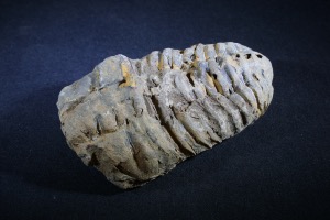 Flexicalymene Trilobite, from Morocco (No.137)
