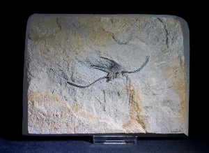 Palaeocoma egertoni Brittlestar, from Eype, Dorset, England (No.37)