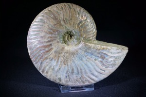 Cleoniceras Ammonite, from Madagascar (No.635)