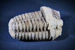 Flexicalymene Trilobite, from Morocco (No.720)