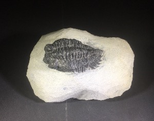 Hollardops merocristata Trilobite, from Morocco (No.92)