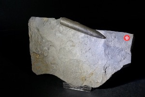 Passalotheutis S.P Belemnite, from Ohmden, Germany (No.98)