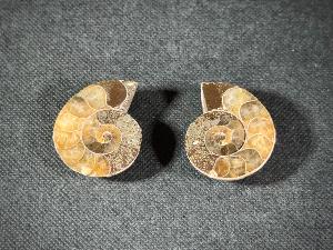 Cleoniceras Ammonite, from Madagascar (REF:CLEO4)