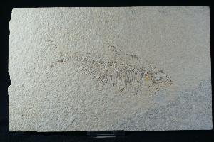 Diplomystus Fossil Fish, from Green River Formation, Wyoming, U.S.A. (REF:DFF3)