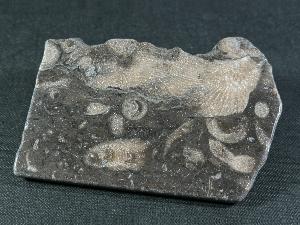 Polished Fossil Coral, East Lothian, Scotland (REF:FCSCOT2)