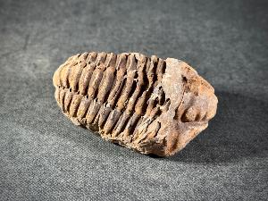 Flexicalymene Trilobite, from Morocco (FLEXI10)