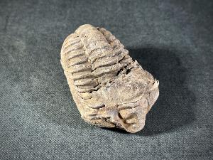 Flexicalymene Trilobite, from Morocco (FLEXI8)