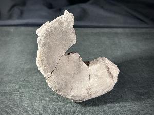 Ichthyosaur Vertebrae, from Oxford Clay Formation, Peterborough, England, UK (REF:ICH2)