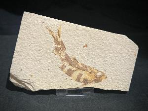 Knightia Fossil Fish, from Green River Formation, Wyoming, U.S.A. (REF:KNTIAFISH4)