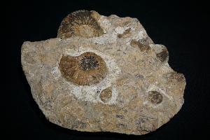 Ludwigia Ammonite Group, from Dorset, England, UK (REF:LAG1)