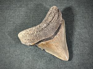 Megalodon Shark Tooth, from South Carolina, U.S.A. (REF:MT36)