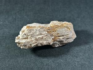 Mammoth Tusk Fragment, from the North Sea Area (MTUSK2)