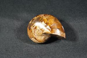 Polished Nautilus, from Madagascar (REF:NM7)