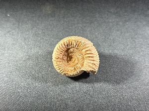 Perisphinctes Ammonite, from Madagascar (REF:PERIMAD2)