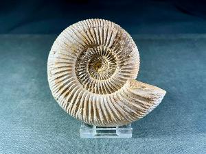 Perisphinctes Ammonite, from Madagascar (REF:PERIMAD13)