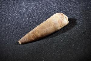 Elasmosaurus Plesiosaur Tooth, from Khouribga, Morocco (REF:PT3)