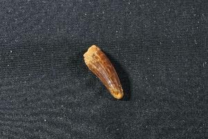 Pterosaur Tooth, from South East Morocco (REF:FPTM2)